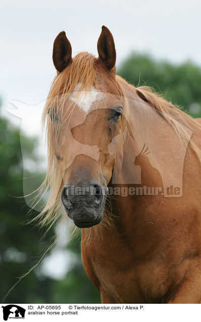 Araber Portrait / arabian horse portrait / AP-05695