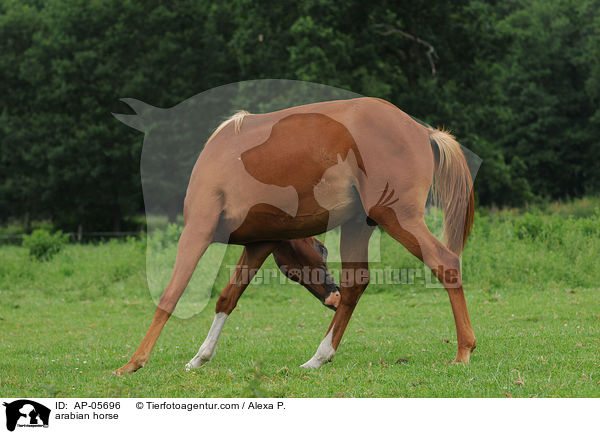 Araber / arabian horse / AP-05696