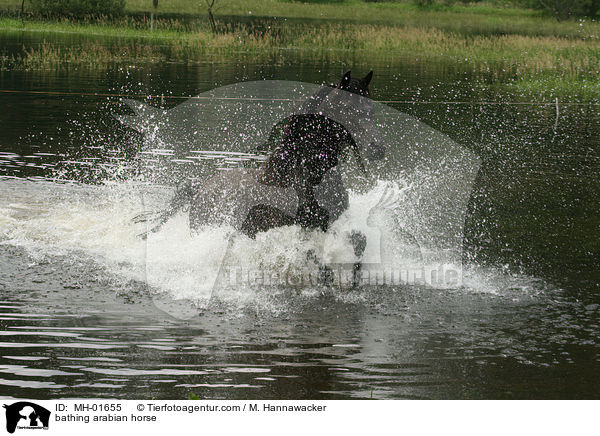 bathing arabian horse / MH-01655