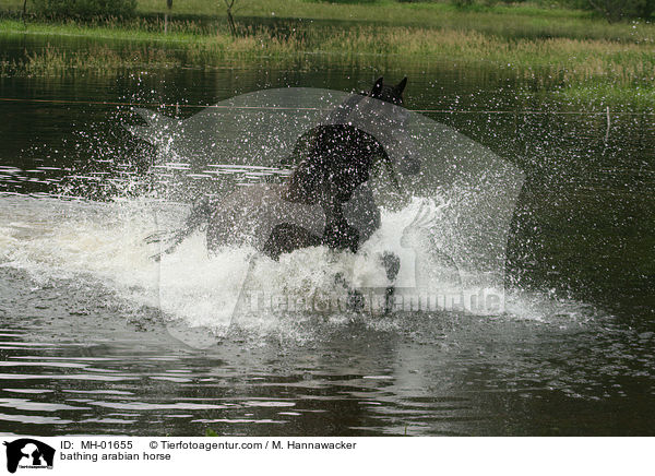 badender Araber / bathing arabian horse / MH-01655