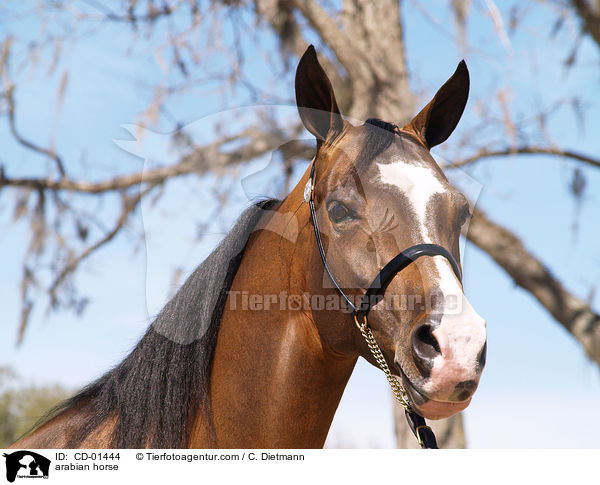 Araber / arabian horse / CD-01444