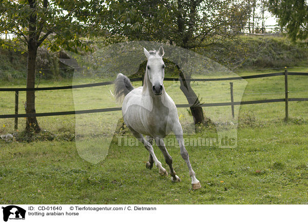 trabender Araber / trotting arabian horse / CD-01640