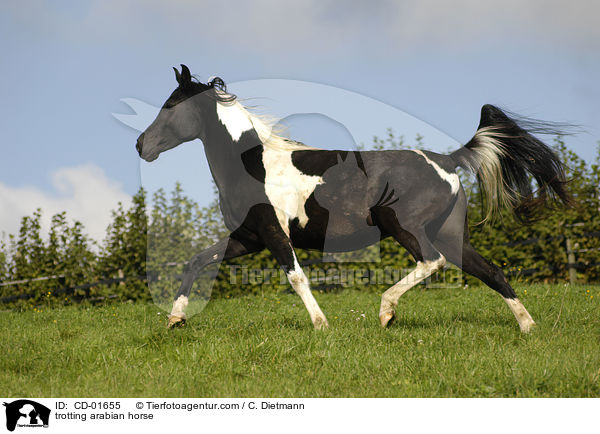 trabender Araber / trotting arabian horse / CD-01655