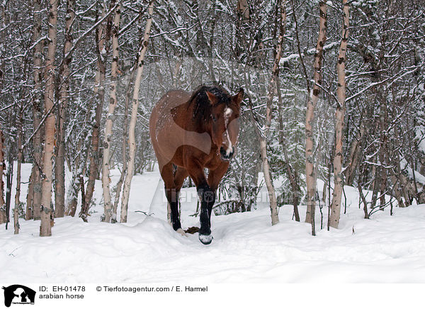Araber / arabian horse / EH-01478