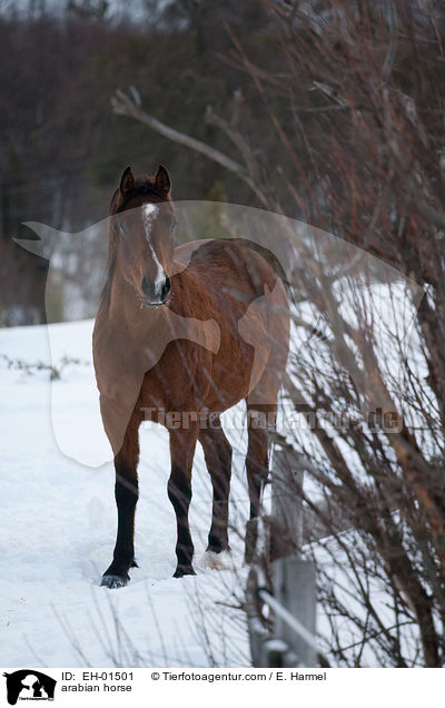 arabian horse / EH-01501