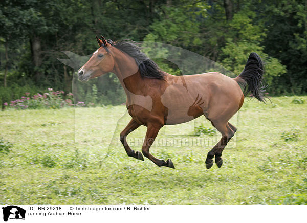 rennender Araber / running Arabian Horse / RR-29218