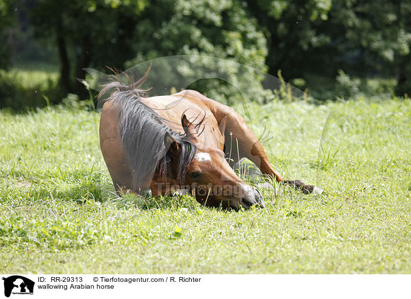 Araber wlzt sich / wallowing Arabian horse / RR-29313