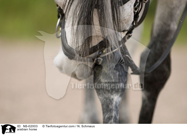 arabian horse / NS-02003