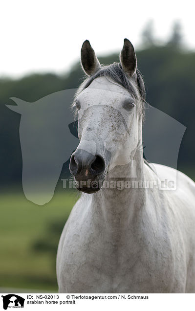 arabian horse portrait / NS-02013