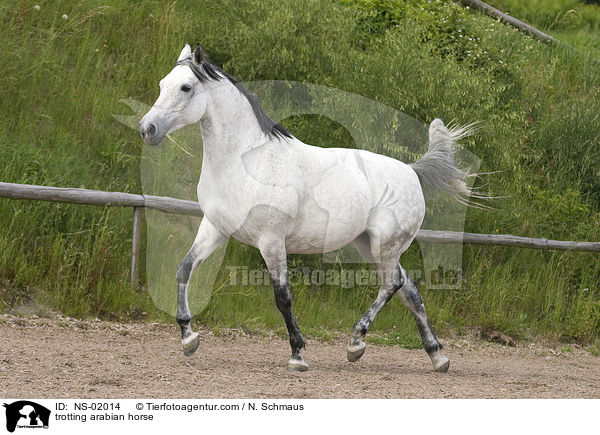 trotting arabian horse / NS-02014