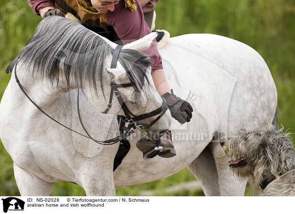 arabian horse and irish wolfhound / NS-02028