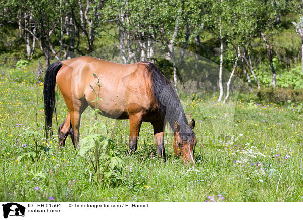 Araber / arabian horse / EH-01564