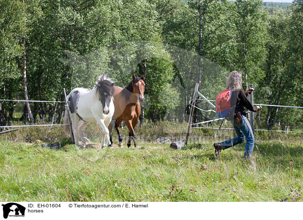 Pferde / horses / EH-01604