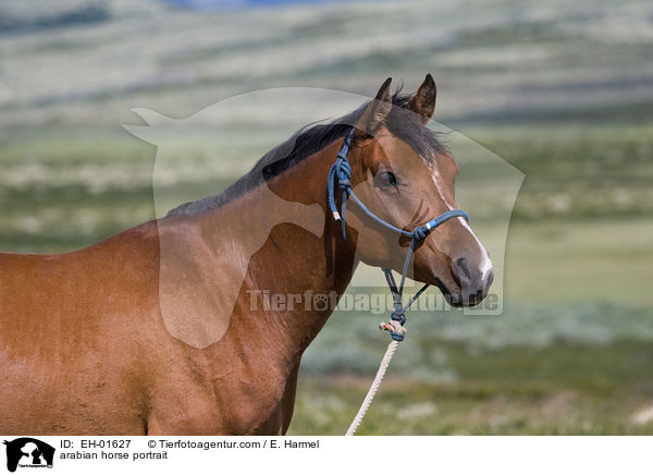 Araber Portrait / arabian horse portrait / EH-01627