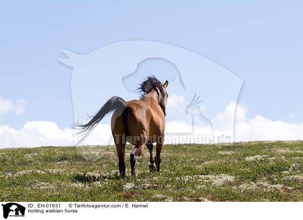 trabender Araber / trotting arabian horse / EH-01631