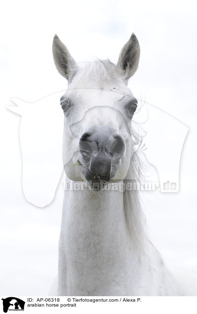 Araber Portrait / arabian horse portrait / AP-06318