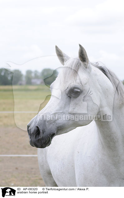arabian horse portrait / AP-06320