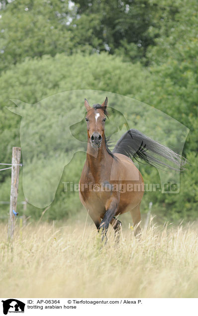 trotting arabian horse / AP-06364