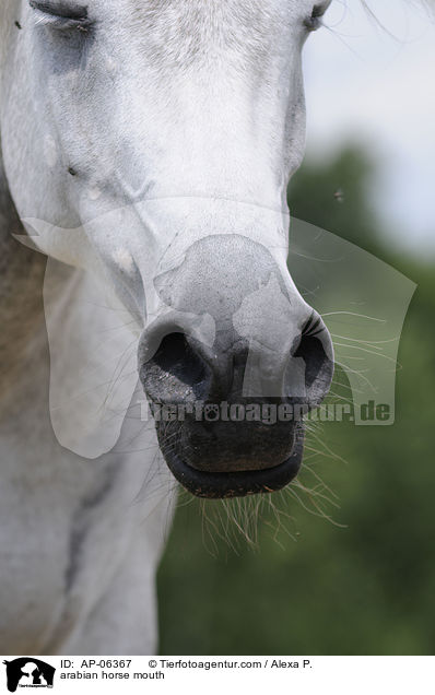 arabian horse mouth / AP-06367