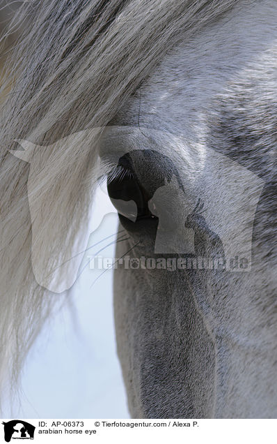 Araber Auge / arabian horse eye / AP-06373