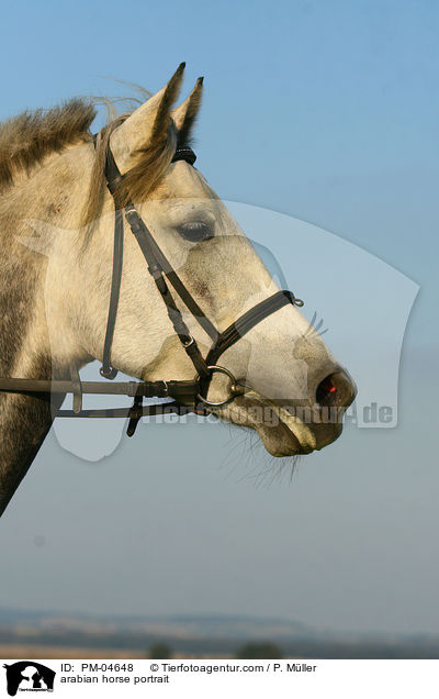 Araber Portrait / arabian horse portrait / PM-04648