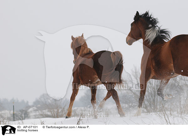 trabende Pferde / trotting horses / AP-07101