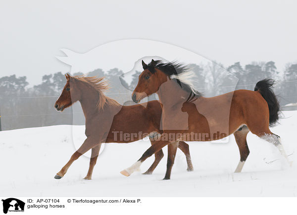 galoppierende Pferde / galloping horses / AP-07104