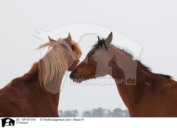 2 Pferde / 2 horses / AP-07105
