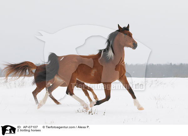 2 trabende Pferde / 2 trotting horses / AP-07107