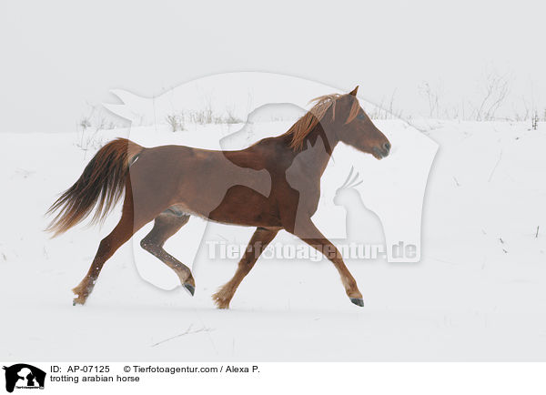 trotting arabian horse / AP-07125