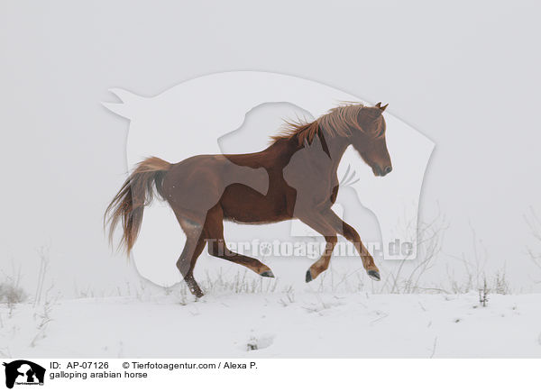 galoppierender Araber / galloping arabian horse / AP-07126