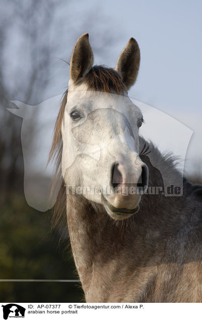 Araber Portrait / arabian horse portrait / AP-07377