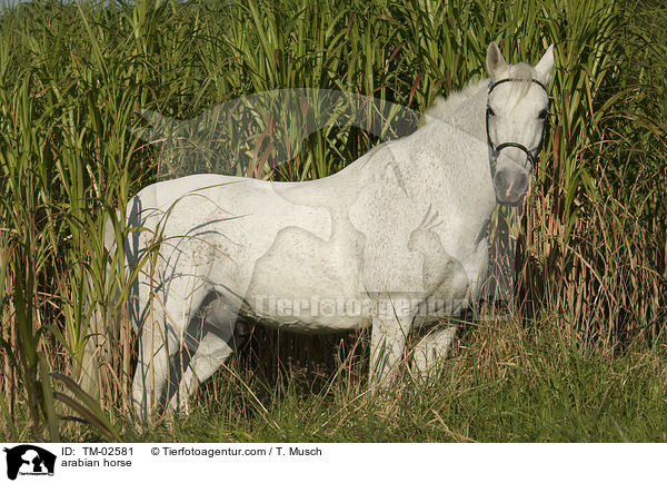 Araber / arabian horse / TM-02581