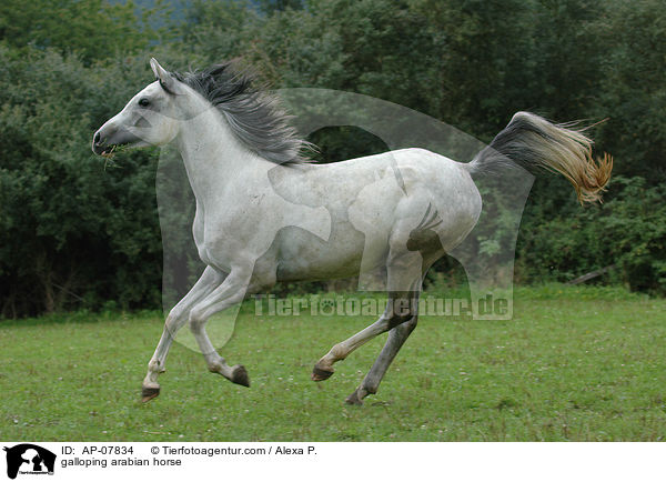 galloping arabian horse / AP-07834