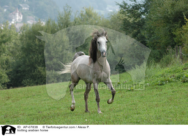 trabender Araber / trotting arabian horse / AP-07838