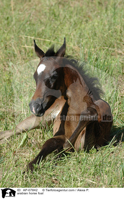 Araber Fohlen / arabian horse foal / AP-07842