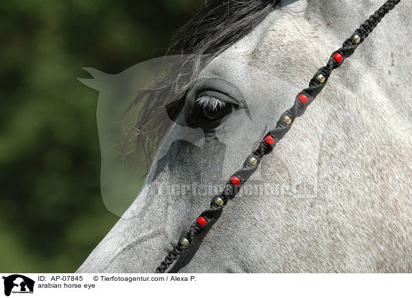 Araber Auge / arabian horse eye / AP-07845