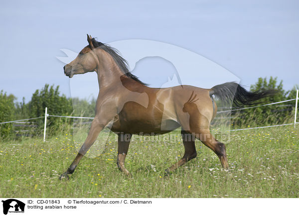 trabender Araber / trotting arabian horse / CD-01843