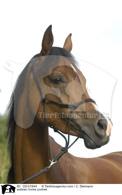Araber Portrait / arabian horse portrait / CD-01844