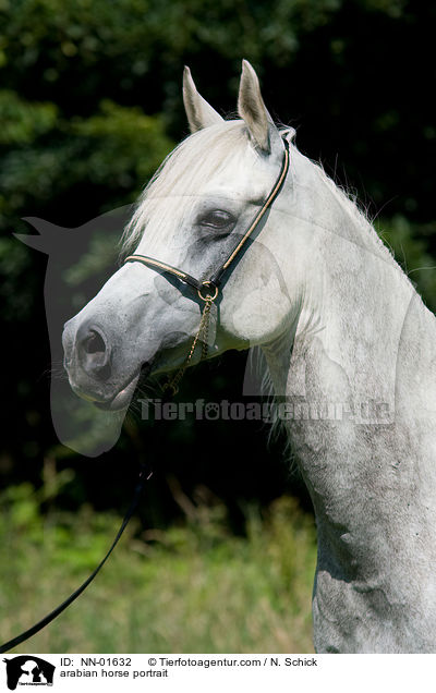 arabian horse portrait / NN-01632