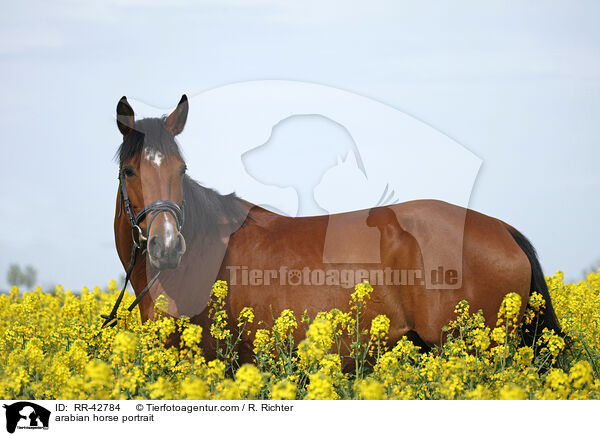 Araber Portrait / arabian horse portrait / RR-42784