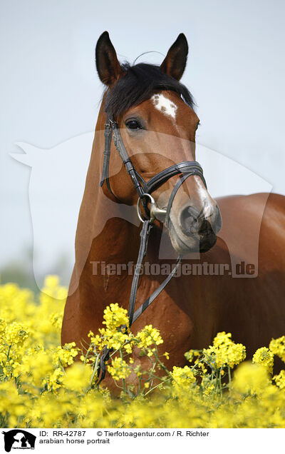 Araber Portrait / arabian horse portrait / RR-42787