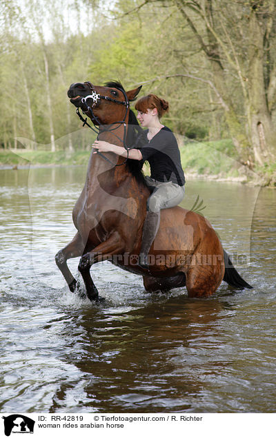 Frau reitet Araber / woman rides arabian horse / RR-42819