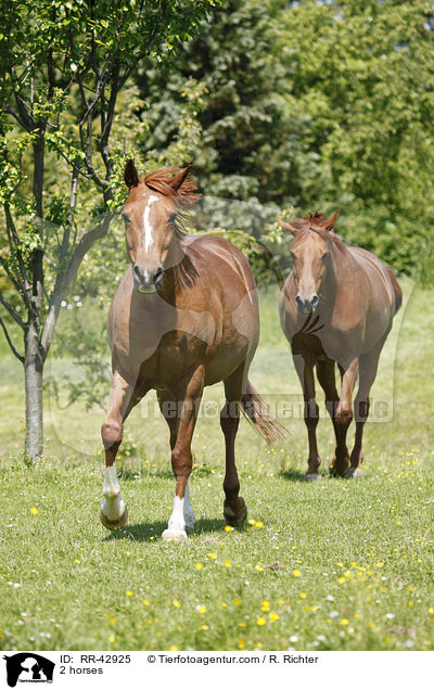 2 Pferde / 2 horses / RR-42925