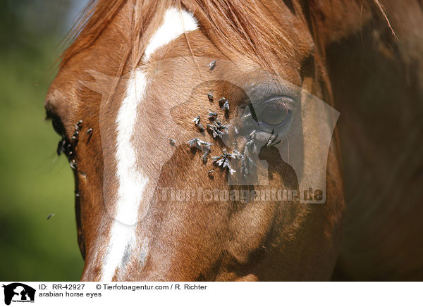 Araber Augen / arabian horse eyes / RR-42927