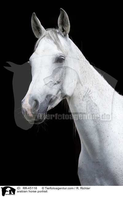 Araber Portrait / arabian horse portrait / RR-45116