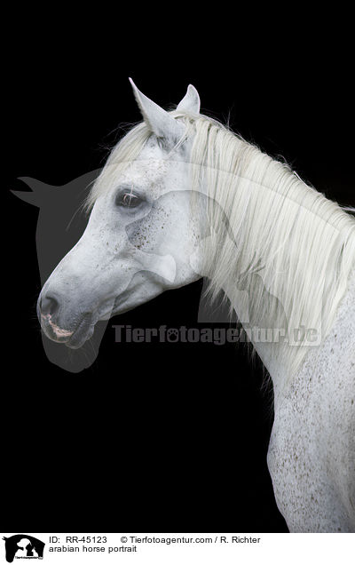 Araber Portrait / arabian horse portrait / RR-45123
