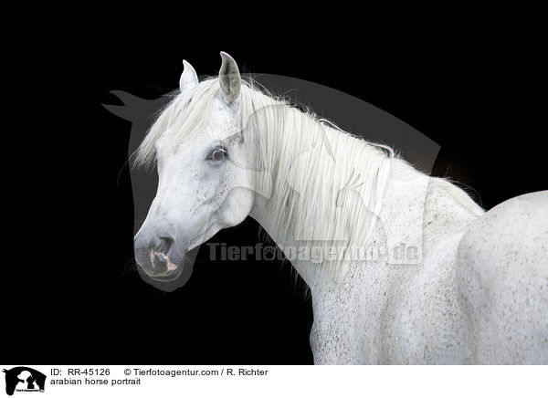 Araber Portrait / arabian horse portrait / RR-45126