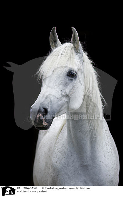 Araber Portrait / arabian horse portrait / RR-45128