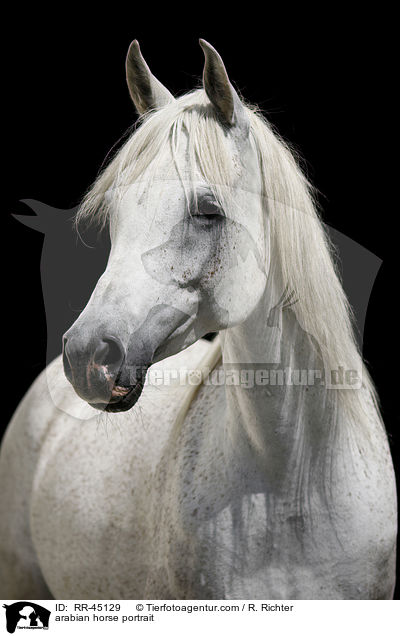 Araber Portrait / arabian horse portrait / RR-45129
